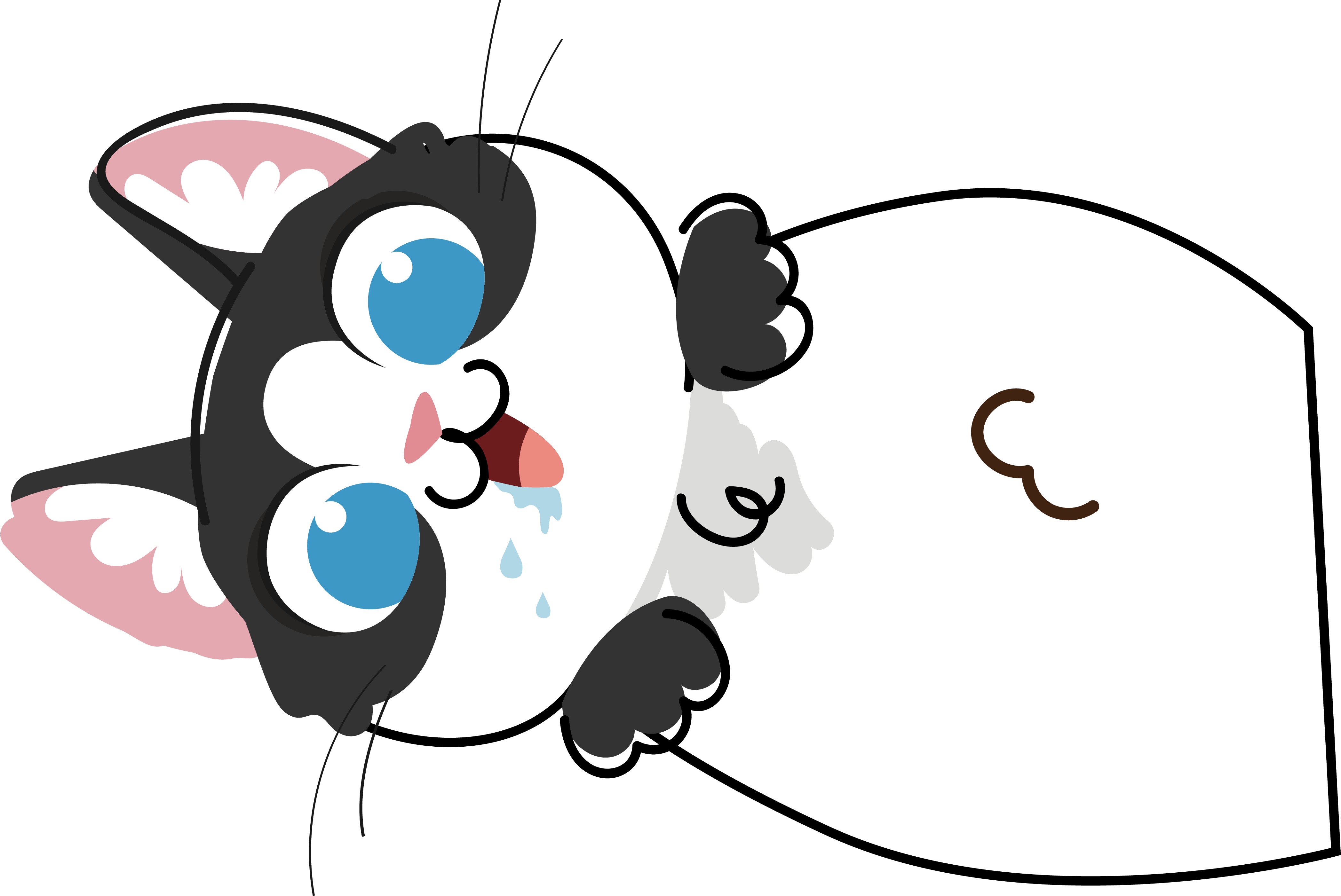 Gato con plan de alimentación personalizado